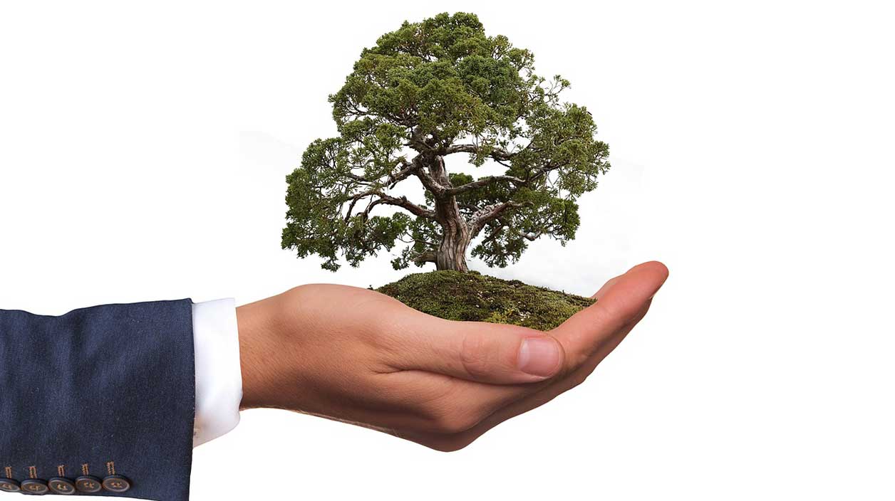 Un main d'homme avec un arbre pour symboliser l'écologie